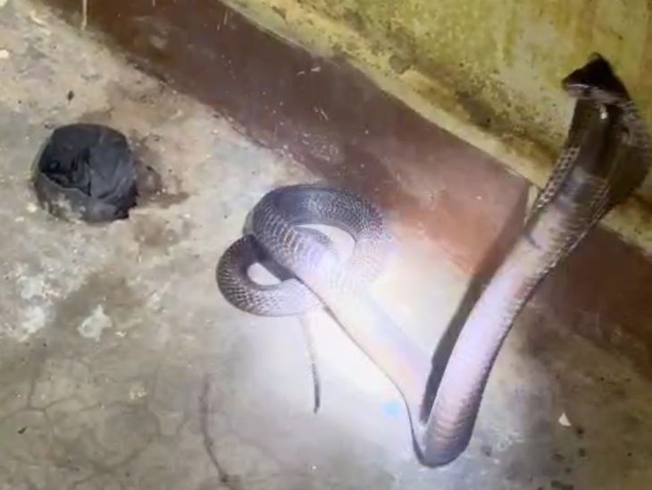 Cobra creates panic in Balrampur health center | बलरामपुर के स्वास्थ्य केंद्र में कोबरा ने मचाई दहशत: स्नेक कैचर टीम ने सांप को पकड़कर जंगल में छोड़ा, मरीजों की सेवाएं फिर शुरू – Balrampur (Ramanujganj) News 6771d12a a109 4559 8218 e0102abf0a33 1758700661145