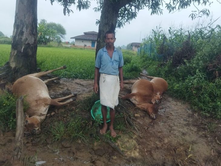 3 cattle died due to lightning in Balrampur | बलरामपुर में आकाशीय बिजली गिरने से 3 मवेशियों की मौत: रामानुजगंज में पेड़ गिरने से सड़क पर लगा लंबा जाम; बिजली आपूर्ति बाधित – Balrampur (Ramanujganj) News da192439 84cd 4cc8 a57b b57472fb9f60 1758949945845