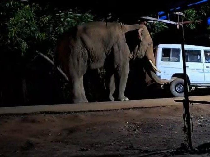 Elephant reached near Maa Angarmoti temple in Dhamtari | धमतरी में मां अंगारमोती मंदिर के पास पहुंचा हाथी: वन विभाग ने रोका; भक्तों को सतर्क रहने की हिदायत, गांवों में भी कराई गई मुनादी – Dhamtari News e3ef7b06 b48e 4de9 a0d9 16c70c56976e 1758703209847