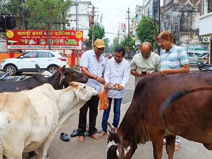 Cow devotees celebrated the grand festival of Gopashtami in Rajnandgaon. | राजनांदगांव में गौ भक्तों ने मनाया गोपाष्टमी महापर्व: बाल रत्न मंच सेवा समिति ने किया गौ माता का पूजन – Rajnandgaon News 4d2d09b5 c29a 49b4 970d aec62cd2e794 1761740208477