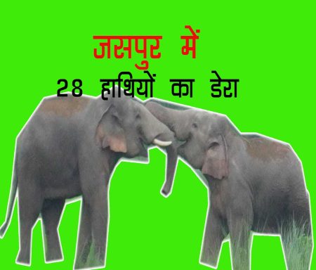 नागलोक तपकरा में 28 हाथियों ने जमाया डेरा,बारिश के बीच किसानों की बढ़ी मुसीबत,फसल बचाने की दोहरी चुनौती,वनविभाग ने जारी किया एलर्ट…….. 5 1