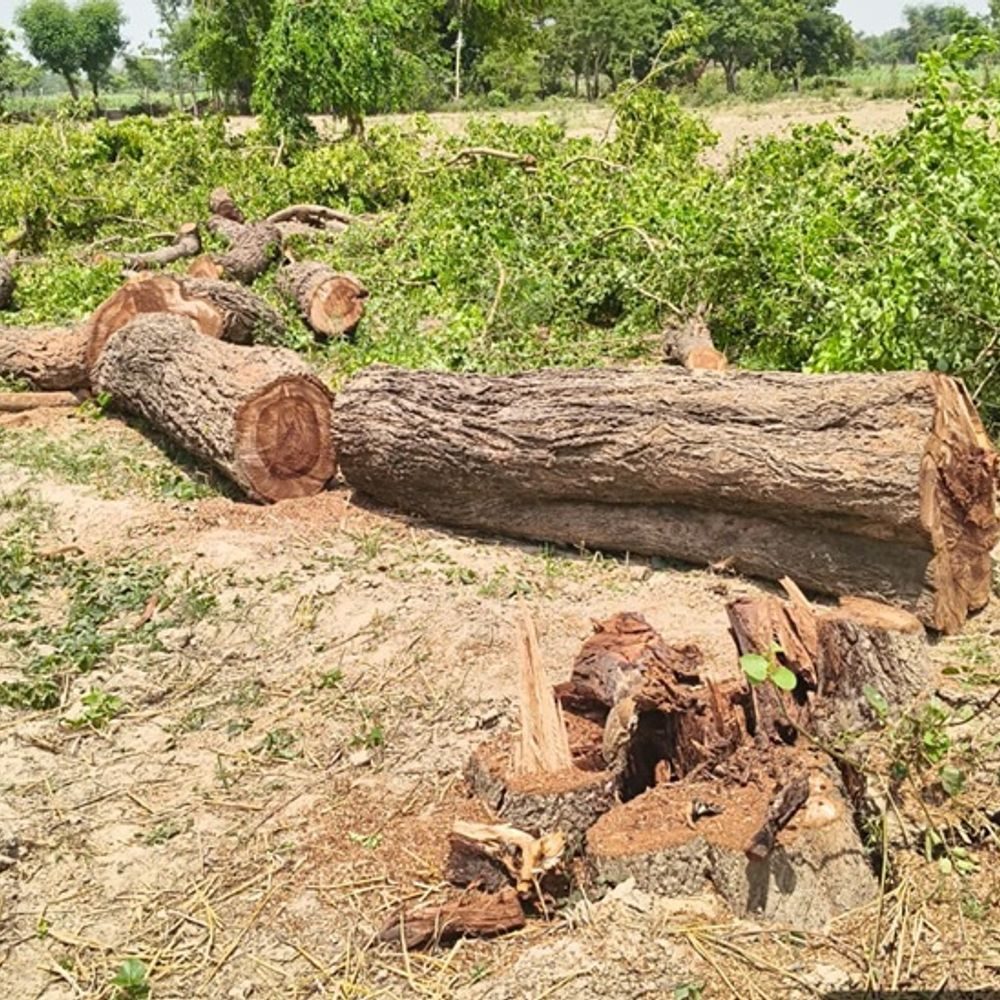 बतौली आत्मानंद स्कूल में अनुमति से ज्यादा 49 पेड़ काटने के मामले में प्रिंसिपल प्रसन्ना केरकेट्टा सस्पेंड