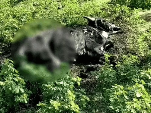 बलौदाबाजार के गौठान में 20 से ज्यादा गायों के शव सड़ी-गली हालत में मिले, जांच शुरू