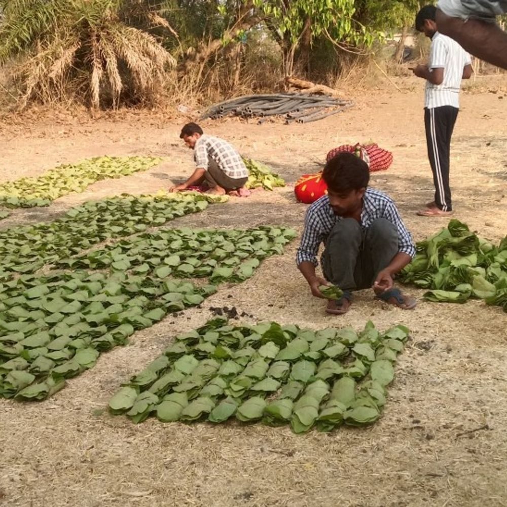 हाईकोर्ट का बड़ा फैसला: तेंदूपत्ता कारोबार पर 2% लाभ-साझेदारी वसूली वैध, करीब 30 करोड़ अब जैव विविधता बोर्ड को