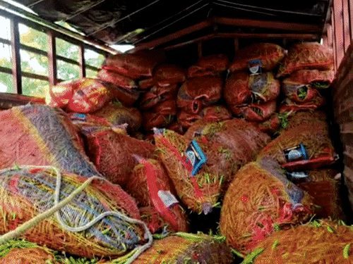 जशपुर में मिर्च की बोरियों के नीचे छिपाकर लाया जा रहा 440.63 किलो गांजा जब्त, 2 गिरफ्तार